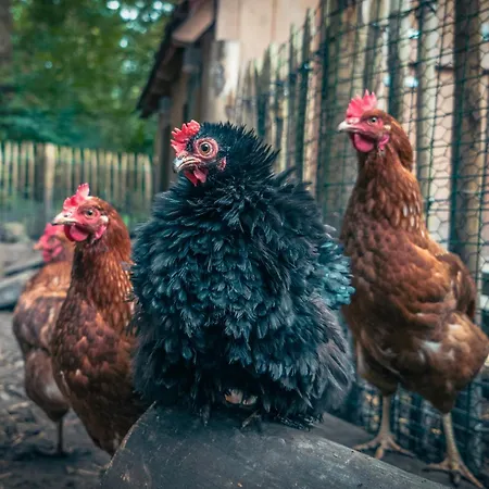 Bed En Boshuisjes * Oisterwijk