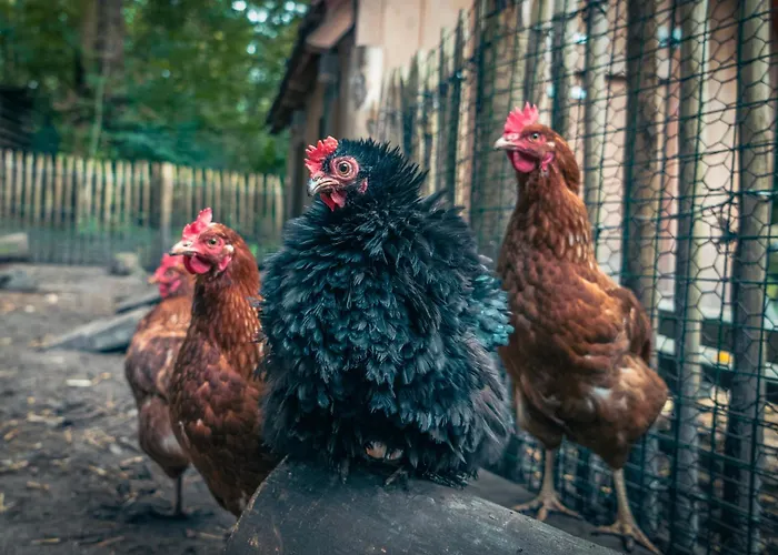 Bed En Boshuisjes * Oisterwijk