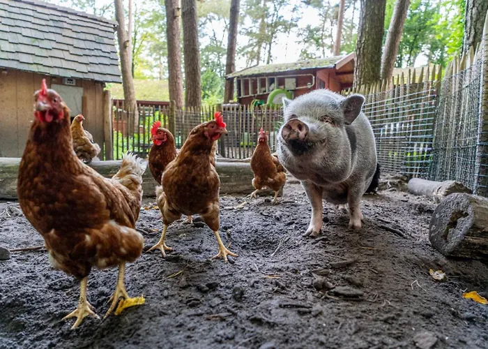 Bed En Boshuisjes Üdülőpark *